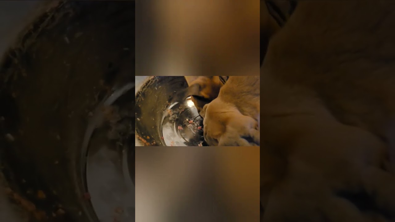 Cane Corso puppies cleaning the bowl after a day making raw dig food meals 🙌 