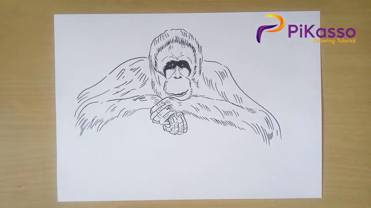 How to Draw Orang Utan step by step YouTube