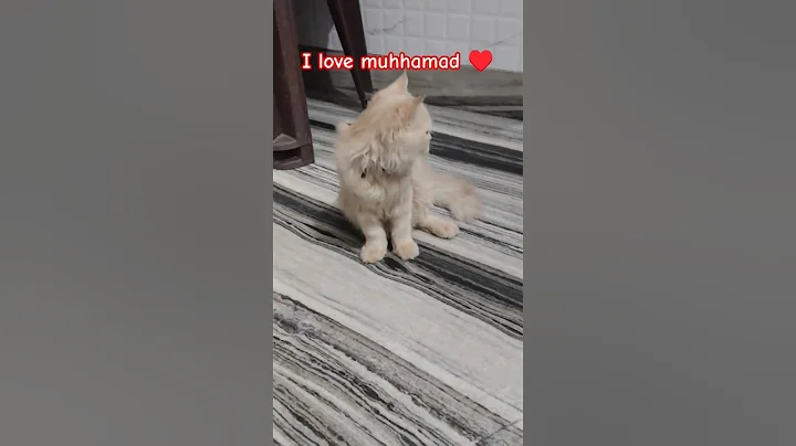 Video 11219861: maine coon cat grooming, maine coon cat kitten, maine coon cat adopted, maine coon cat toys, maine coon litter, cat funnycats cute, cat funnycats love, cat cute funny love