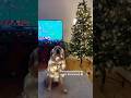#bushman #funny #dogs #shortvideo #yutube