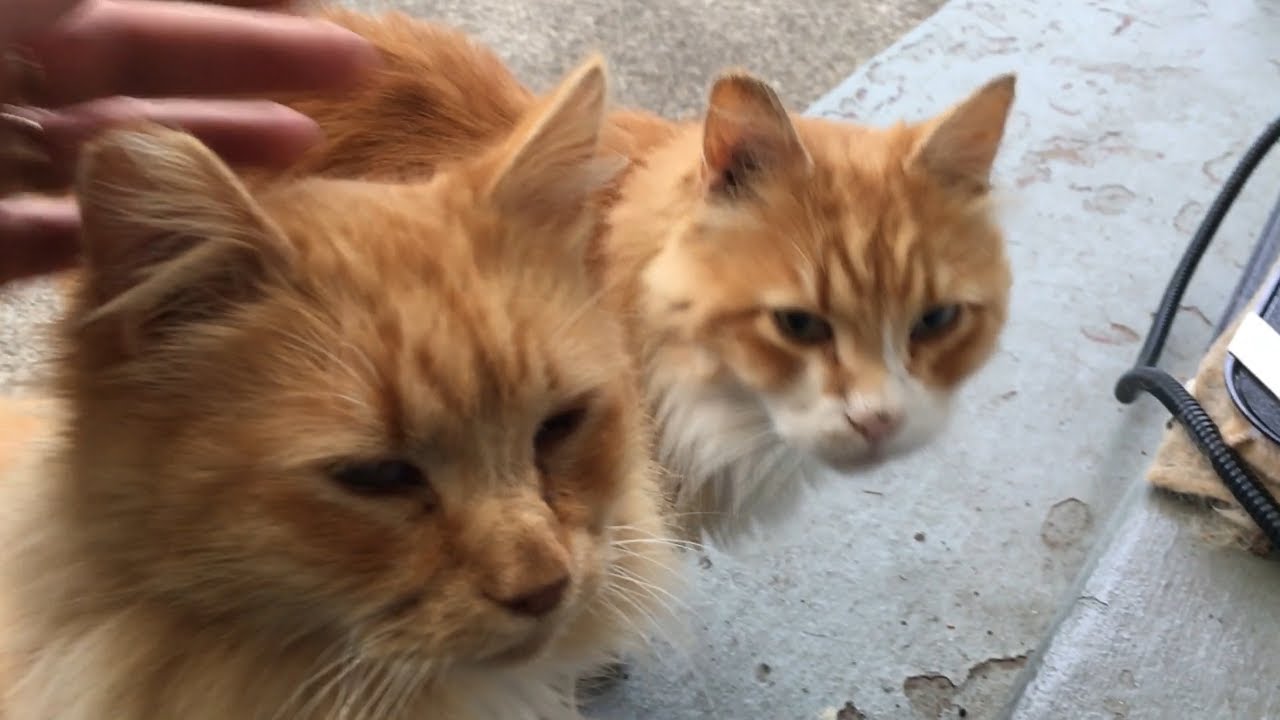 cat condo 2 mod apk M3FC 0200 Feral cats purring on the porch