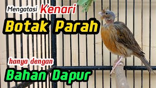Bald canary bald canary and how to deal with it