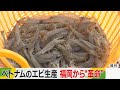 ベトナムのエビ養殖　福岡の技術で”革命”を　水質を改善