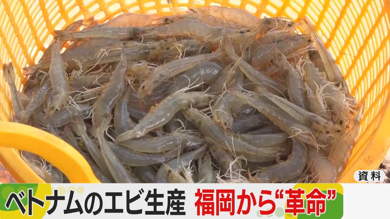 ベトナムのエビ養殖　福岡の技術で”革命”を　水質を改善