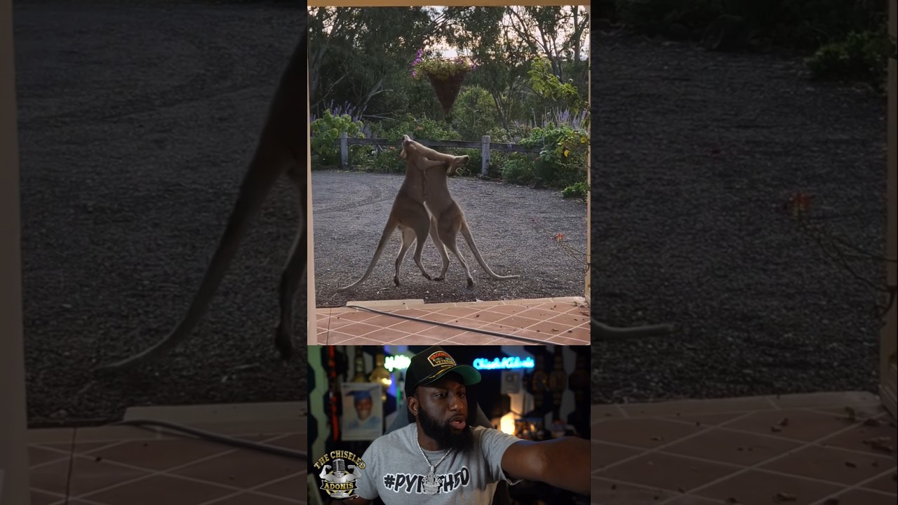 Kangaroo Kumite In The Backyard