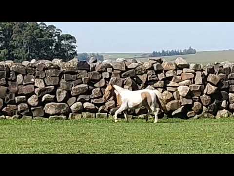 LOTE 34   ORQUESTRA DA TERRA