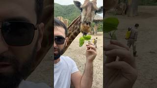 Опасный Жираф 😂 как кормить жирафа Жираф:самое высокое животное #shortsvideo #прикол #travel #жираф