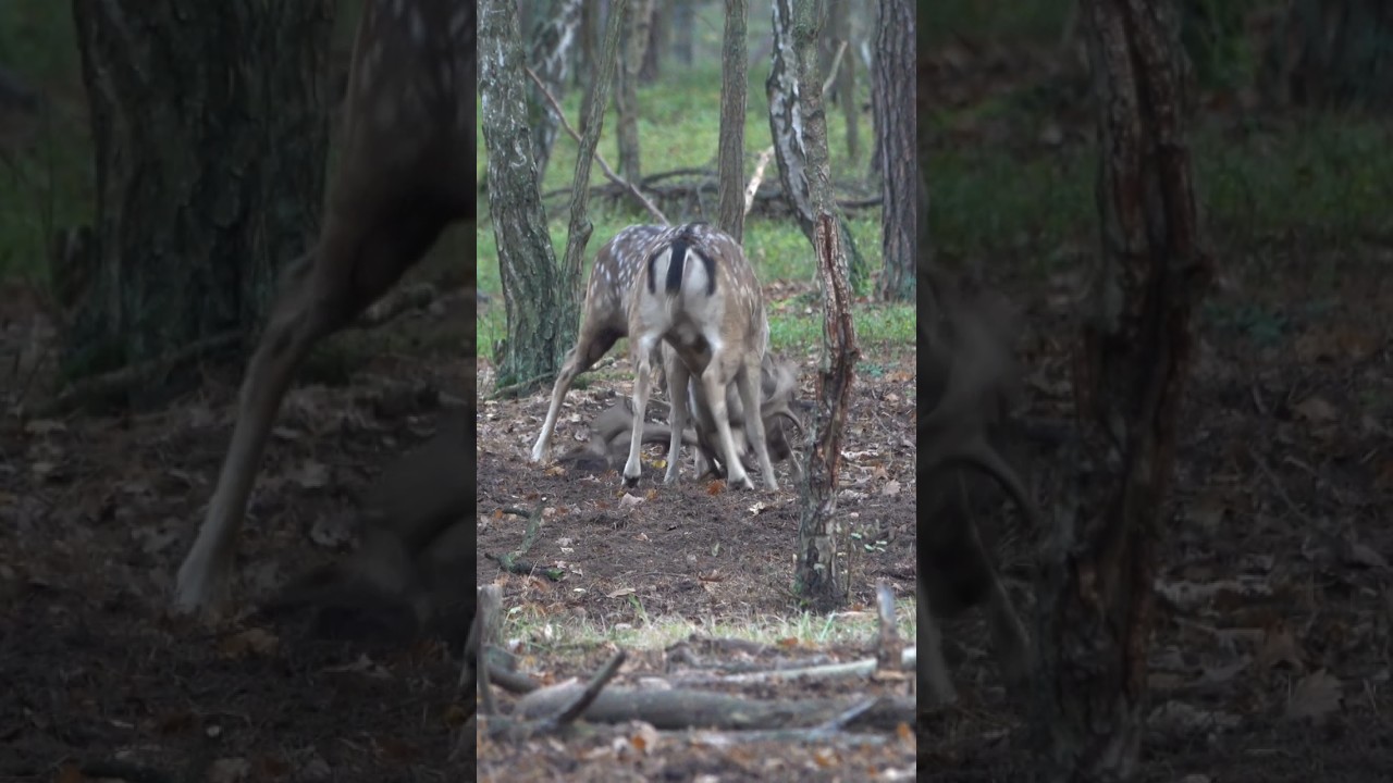 SOUND ON fallow deer fight 