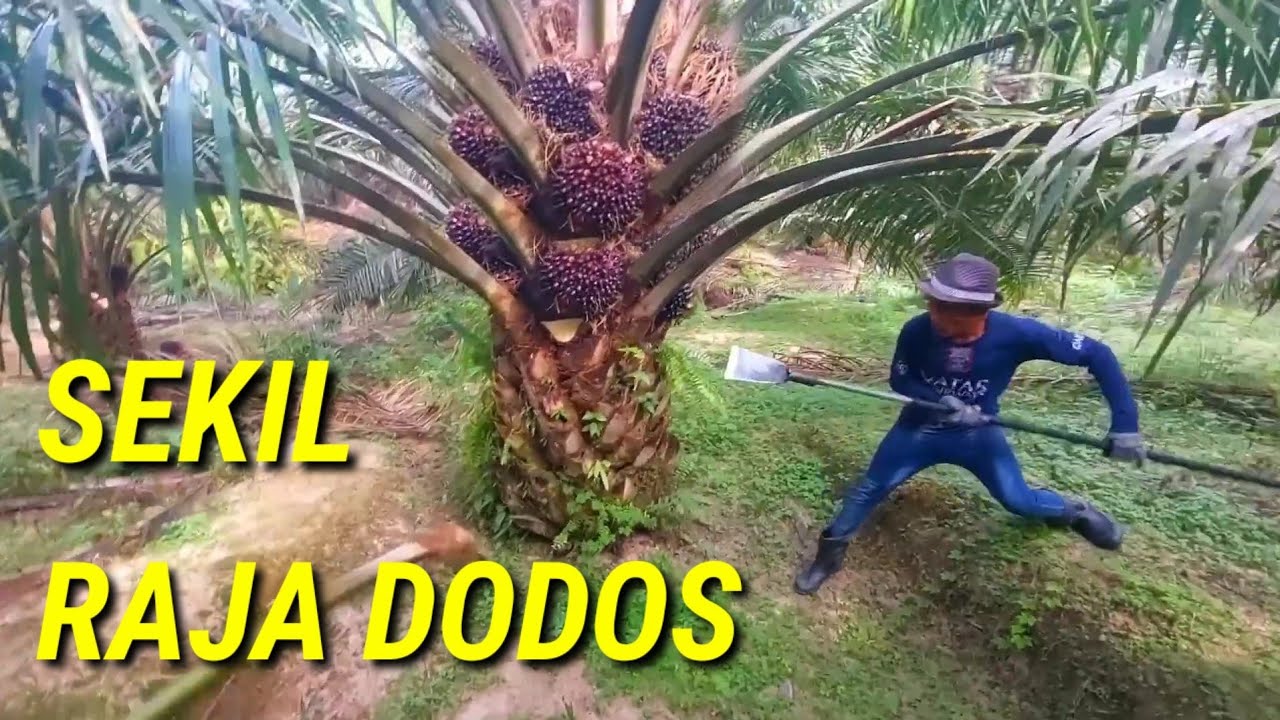 Sekil raja dodos panen sawit sawit super numpuk sawit unggul