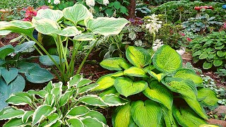 💚My top 25 favorite hostas from my shade garden 🍃 Hosta Garden tour 🍀🌿