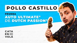 CANNABIS TASTING: POLLO CASTILLO | AUTO ULTIMATE BY DUTCH PASSION