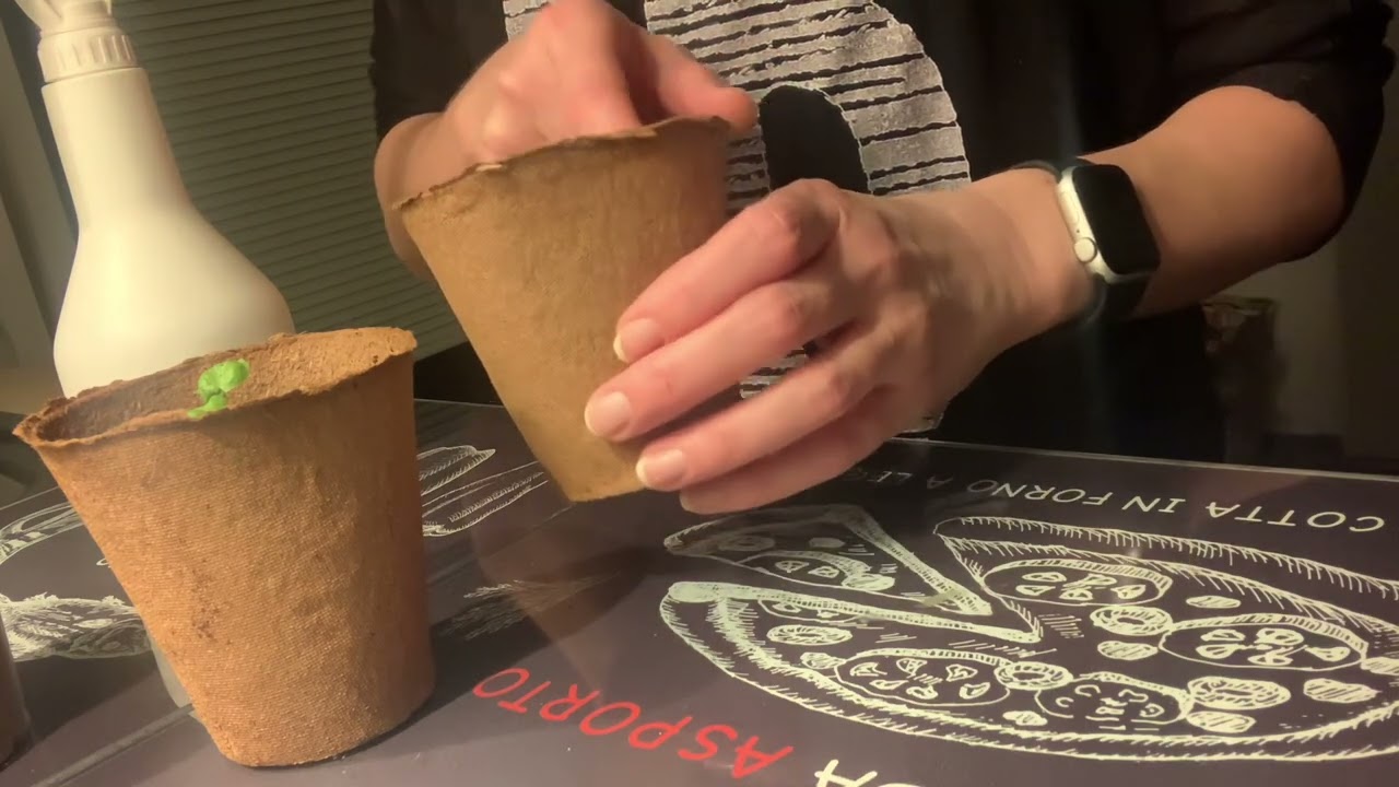 Базилик🌿 на подоконнике горе-огородника 🪏: рассаживание и советы😜