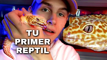 ¿Cuál es el lagarto más fácil de mantener?