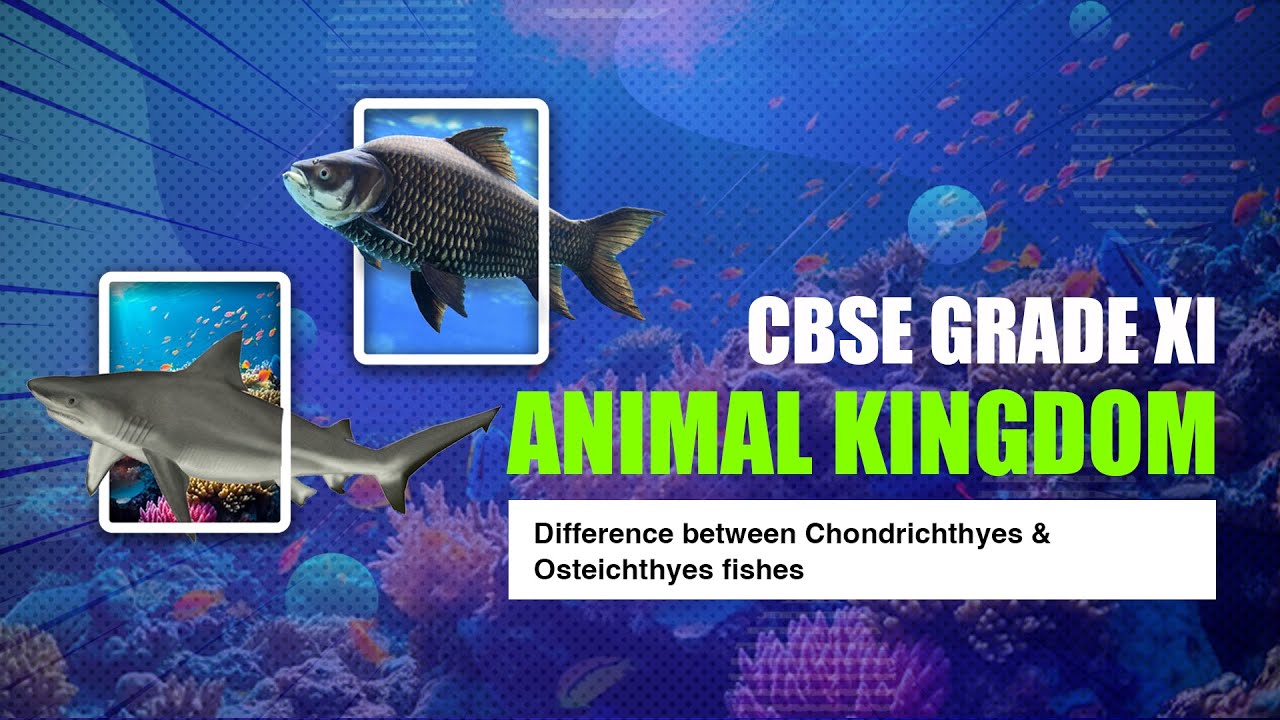 cbse-grade-11-biology-animal-kingdom-difference-between