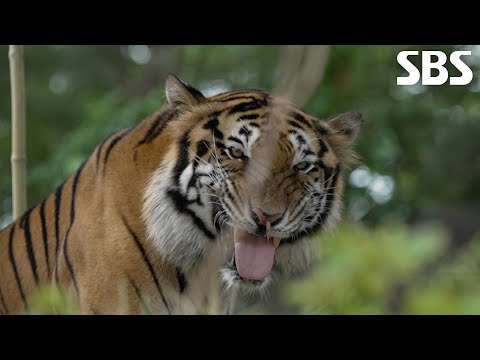 ‘맹수의 <strong>왕</strong>’ 호랑이, 달콤살벌한 전용 워터밤 개장♨