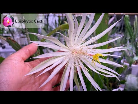 Species - Epiphyllum hookeri