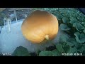 18 Day Time Lapse of Giant Pumpkin Growing || ViralHog