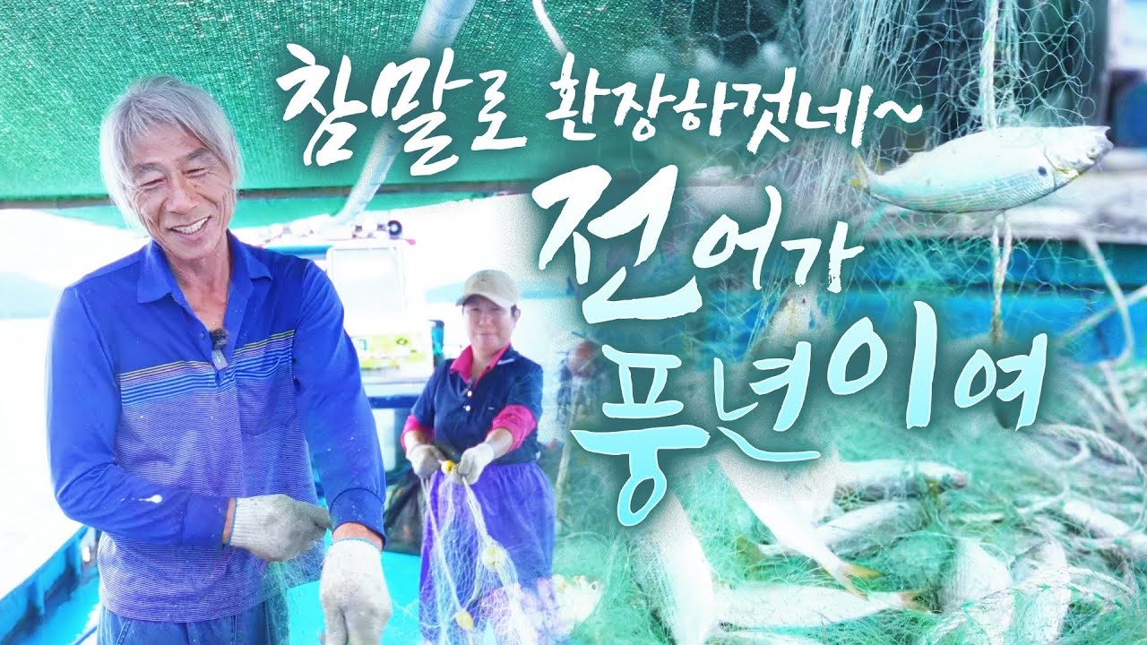 오매오매 못살아~ 전어가 이렇게 많이 올라오네 ㅎㅎ 웃음이 절로 나옵니다~ 바다 경력 50년!! 