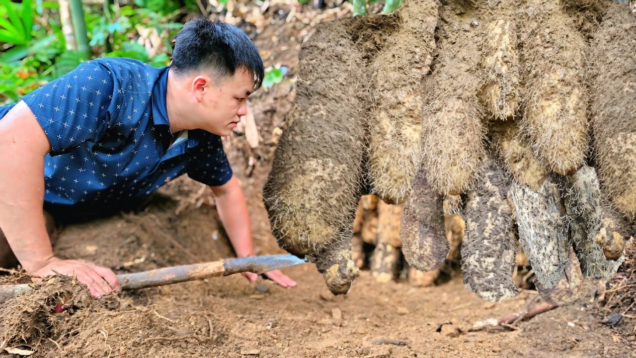 CEO Kha, Unexpectedly met giant wild potatoes, sold them for extra income to cover expenses and life