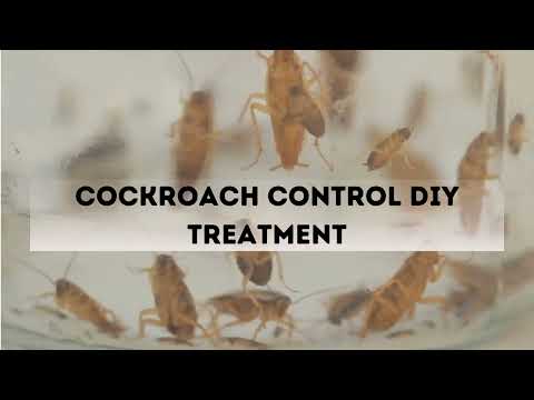 How to Exterminate Cockroaches Quickly | Local Cockroach Exterminator | Pest Service Quote
