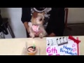 ﾄﾞｯｸﾞｶﾌｪ帝塚山WANBANAﾜﾝﾊﾞﾅ、わんちゃん愛犬 誕生日 ケーキ 動画 ８月８日 モコちゃん6才