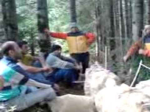 ძველი რაჭული სიმღერა