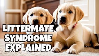 Understanding Littermate Syndrome: What Every Pet Owner Should Know by PawPrints Perfect 106 views 2 months ago 7 minutes, 8 seconds