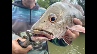 Having fun with baby Barramundi in a small Nth Qld creek Sth of Townsville.