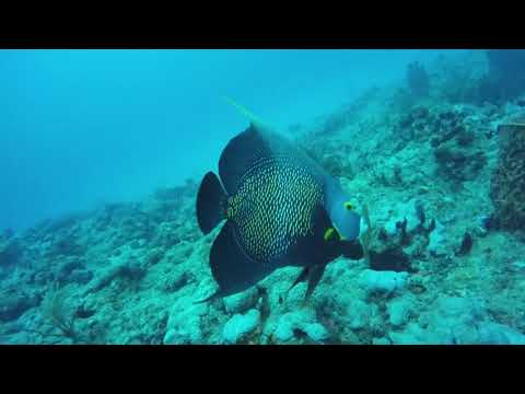 ADI Dives | Getting Dive Certified in Pompano Beach, Florida