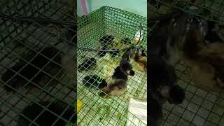 Chicks hatching