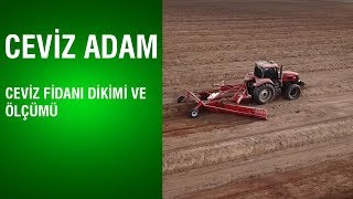 Ceviz Adam - Ceviz Fidanı Dikimi ve Ölçümü