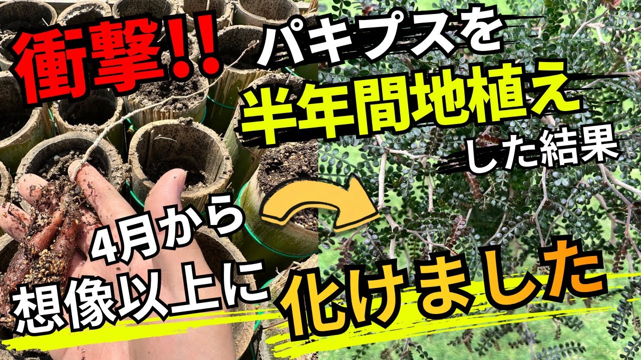 Operculicarya pachypus] Shocking! The results of planting Pachypus