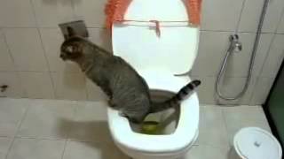 Cat using toilet