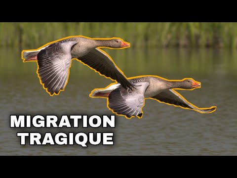 Vidéo: Oiseaux errants : qui sont-ils ? Oiseaux volant vers des climats plus chauds