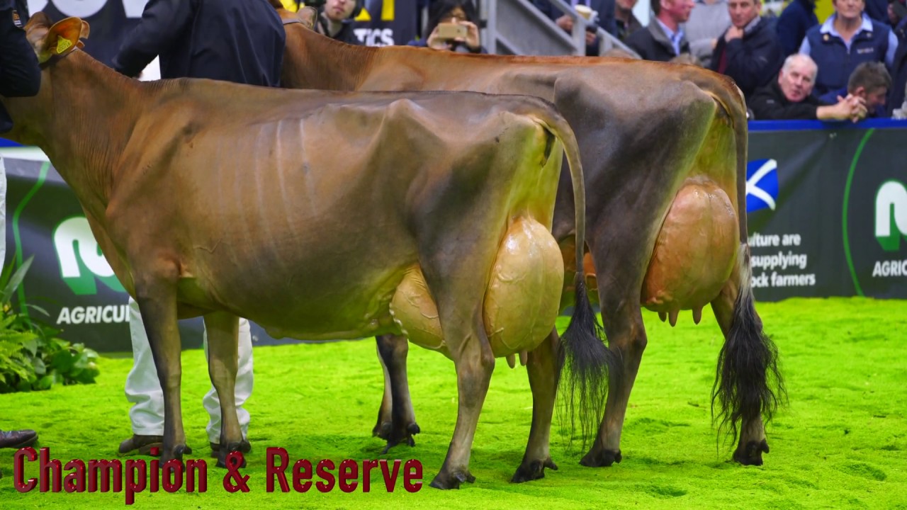 AgriScot 2018.Jersey Championship.Bluegrass Vindication Harp. EX94.4K video YouTube