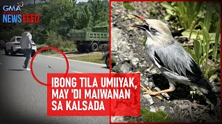 Ibong Tila Umiiyak May Di Maiwanan Sa Kalsada Gma Integrated Newsfeed