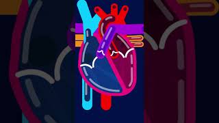 How Your Heart Pumps Blood #shorts
