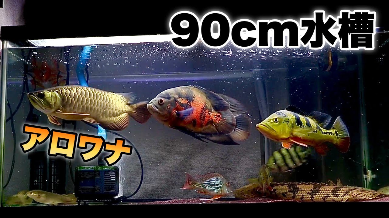 アロワナ金色いい感じ 90 45 45水槽 冷凍キビナゴ アジアアロワナ 過背金龍 クロスバックゴールデン マレーシア Crossback Golden Arowana Youtube