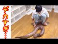 ヘビ使いYouTuberがやばすぎる…【真夜中のビバリウム】python
