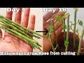 Easy way to grow rose from cutting, How to grow rose plant from cutting with English subtitles