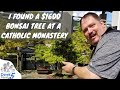 I Found A $1600 Bonsai Tree at a Catholic Monastery  (A Geek Family Adventure)