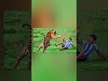 my new channel please my saput me amezig taigar facts