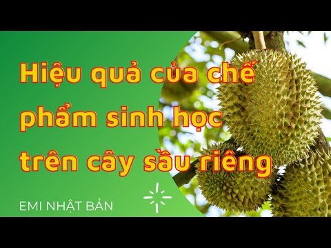 Video Hiệu quả của chế phẩm sinh học EMINA-P trên cây sầu... - YouTube