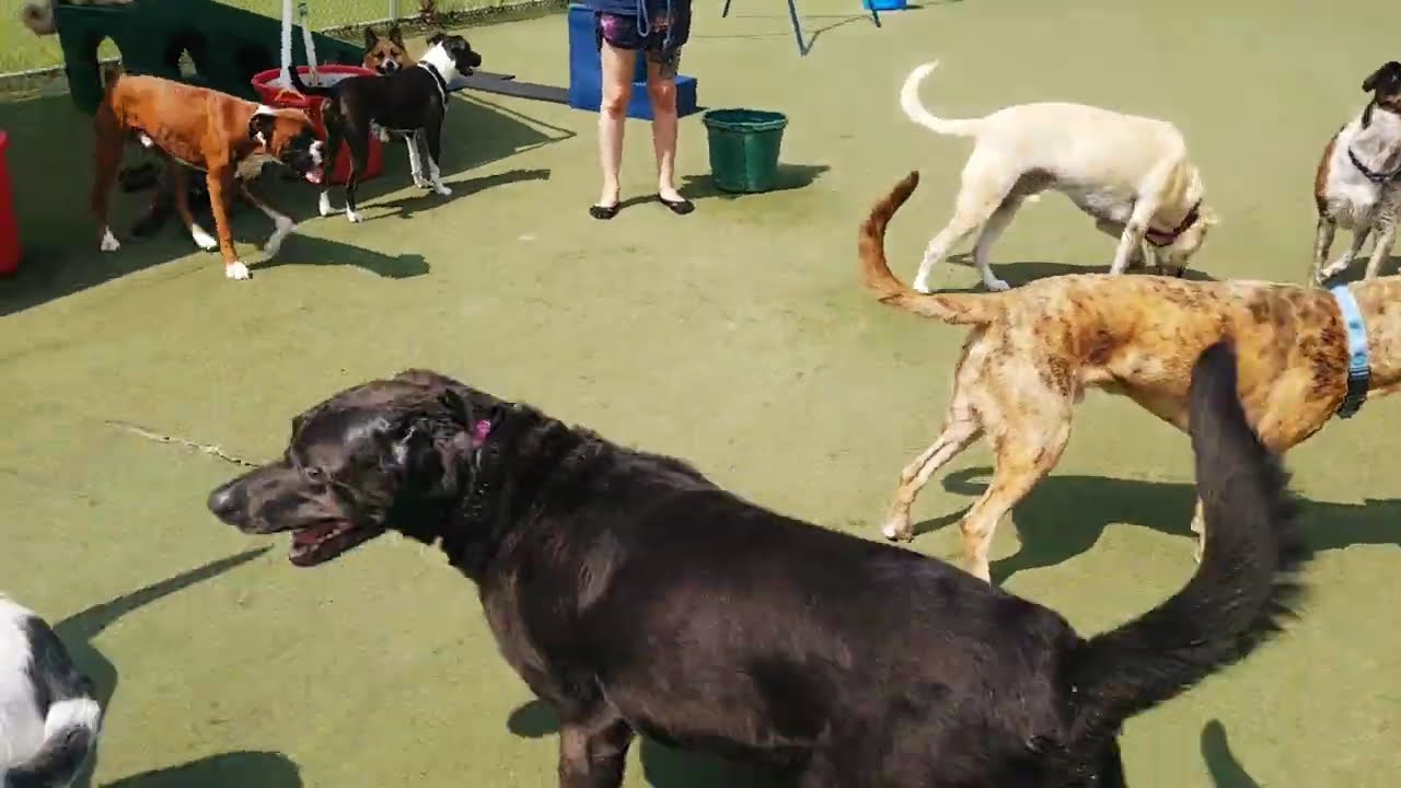 Playtime at Dogs On The Farm & Cats Too!