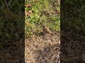 Fat Sparrow