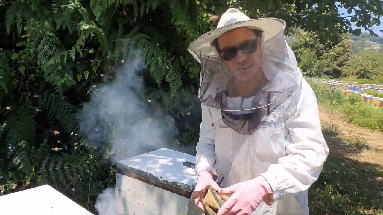 Τρύγος Μελιού Καστανιάς. Ιούλιος 2020