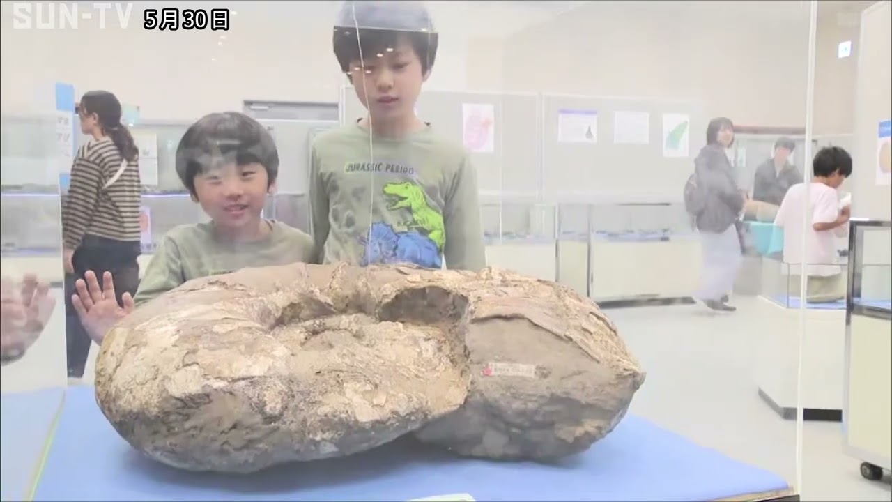 淡路島などで見つかったアンモナイト化石300点を紹介する企画展 淡路島などで見つかったアンモナイト化石300点を紹介する企画展