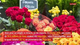 Des roses à la Saint-Valentin ? Un cadeau empoisonné