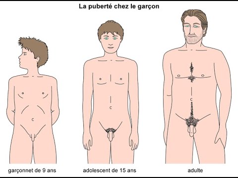 Vidéo: Estimation De La Taille Corporelle Et Des Modèles De Croissance Chez Les Garçons Coréens