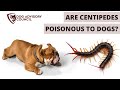Understanding Centipede Bites on Dogs: Symptoms, First Aid, and Risks